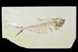 Bargain, Diplomystus Fossil Fish - Wyoming #100593-1